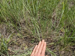 Elymus lanceolatus