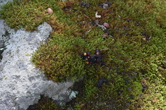 Bassariscus