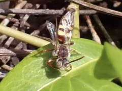 Nomada