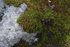 Bassariscus