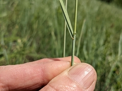 Elymus lanceolatus