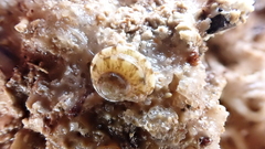 Notogibbula preissiana