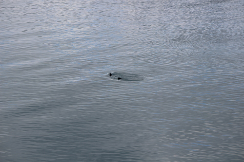 photo of Northern Sea Otter (Enhydra lutris kenyoni)