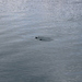 photo of Northern Sea Otter (Enhydra lutris kenyoni)