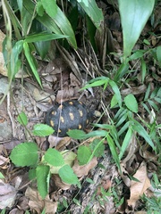 Chelonoidis carbonarius