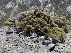 Cercocarpus intricatus