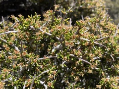 Cercocarpus intricatus