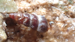 Zeacumantus plumbeus