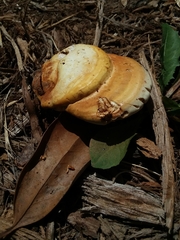 Fungi