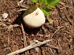 Fungi
