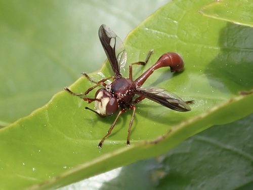 Physocephala Burgessi