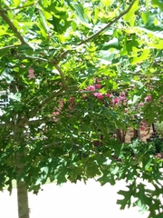 Quercus