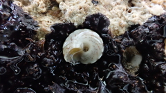 Notogibbula preissiana