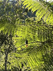 Terpsiphone bourbonnensis