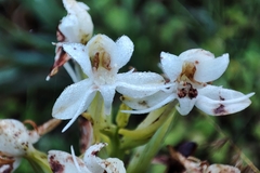 Habenaria monorrhiza