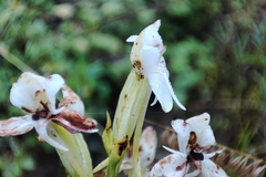 Habenaria monorrhiza