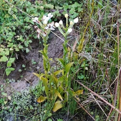 Habenaria monorrhiza