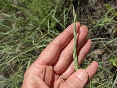 Elymus lanceolatus