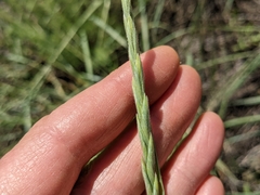 Elymus lanceolatus