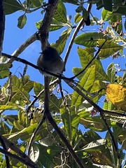 Zosterops borbonicus