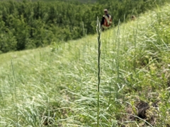Elymus lanceolatus