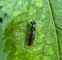 Merosargus caeruleifrons