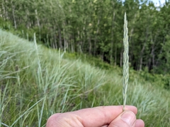 Elymus lanceolatus