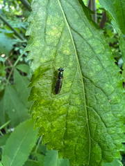 Merosargus caeruleifrons