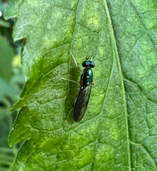 Merosargus caeruleifrons