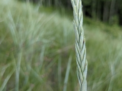 Elymus lanceolatus