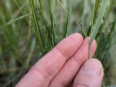 Elymus lanceolatus