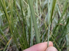 Elymus lanceolatus