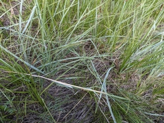 Elymus lanceolatus