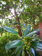 Ilex