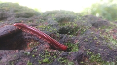 Trigoniulus corallinus