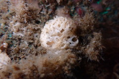 Clathrina