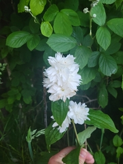 Philadelphus × virginalis