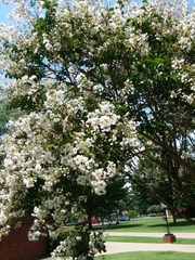 Lagerstroemia indica