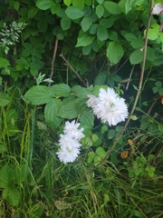 Philadelphus × virginalis