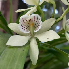 Prosthechea radiata