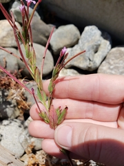 Epilobium ciliatum watsonii