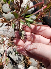 Epilobium ciliatum watsonii