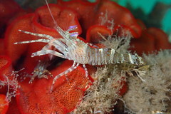 Heptacarpus palpator