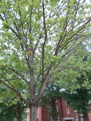 Acer