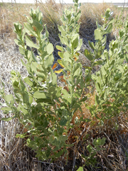 Grindelia ciliata