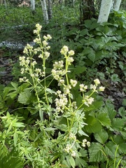 Galium × pseudoboreale