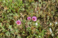 Sidalcea keckii