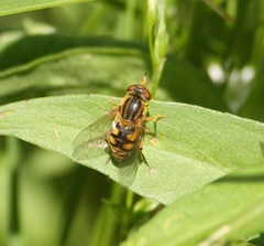Parhelophilus laetus