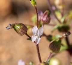 Collinsia callosa