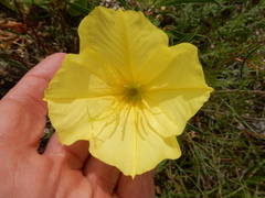 Oenothera macrocarpa